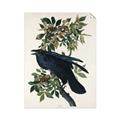 Picture of Raven From Birds of America (1827) _GroupedProduct_Rectangle_Portrait_Unframed_Print_Only_