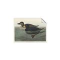 Picture of Vintage Scoter Duck _GroupedProduct_Rectangle_Landscape_Unframed_Print_Only_