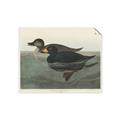Picture of Vintage Scoter Duck _GroupedProduct_Rectangle_Landscape_Unframed_Print_Only_
