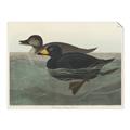 Picture of Vintage Scoter Duck _GroupedProduct_Rectangle_Landscape_Unframed_Print_Only_