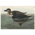 Picture of Vintage Scoter Duck _GroupedProduct_Rectangle_Landscape_Unframed_Print_Only_
