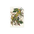 Picture of Vintage Carolina Parrot _GroupedProduct_Rectangle_Portrait_Unframed_Print_Only_