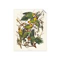 Picture of Vintage Carolina Parrot _GroupedProduct_Rectangle_Portrait_Unframed_Print_Only_