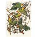 Picture of Vintage Carolina Parrot _GroupedProduct_Rectangle_Portrait_Unframed_Print_Only_