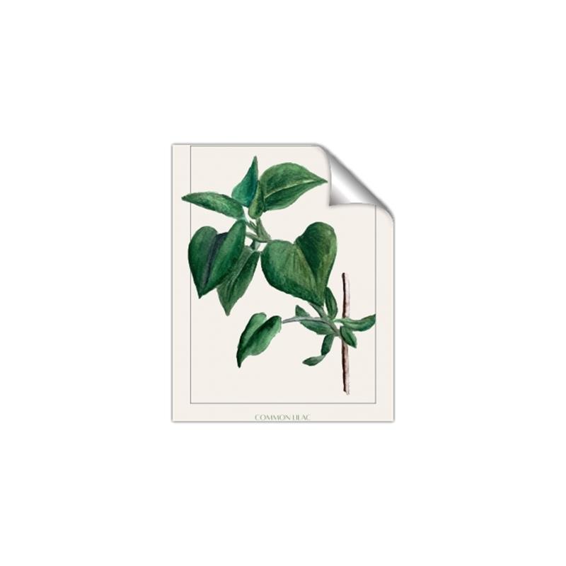 Picture of Nostalgic Green Lilac Leaves _GroupedProduct_Rectangle_Portrait_Unframed_Print_Only_