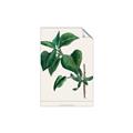 Picture of Nostalgic Green Lilac Leaves _GroupedProduct_Rectangle_Portrait_Unframed_Print_Only_