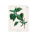 Picture of Nostalgic Green Lilac Leaves _GroupedProduct_Rectangle_Portrait_Unframed_Print_Only_