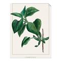 Picture of Nostalgic Green Lilac Leaves _GroupedProduct_Rectangle_Portrait_Unframed_Print_Only_