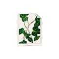 Picture of Nostalgic Green Murgrona Leaves _GroupedProduct_Rectangle_Portrait_Unframed_Print_Only_