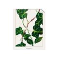 Picture of Nostalgic Green Murgrona Leaves _GroupedProduct_Rectangle_Portrait_Unframed_Print_Only_