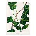 Picture of Nostalgic Green Murgrona Leaves _GroupedProduct_Rectangle_Portrait_Unframed_Print_Only_