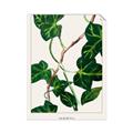 Picture of Nostalgic Green Murgrona Leaves _GroupedProduct_Rectangle_Portrait_Unframed_Print_Only_