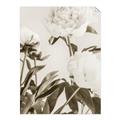 Picture of Romantic Blur Peony V _GroupedProduct_Rectangle_Portrait_Photography _GroupedProduct_Rectangle_Portrait_Unframed_Print_Only_