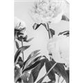 Picture of Romantic Blur Peony V _GroupedProduct_Rectangle_Portrait_Photography _GroupedProduct_Rectangle_Portrait_Unframed_Print_Only_