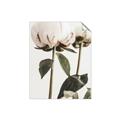 Picture of Romantic Blur Peony IV _GroupedProduct_Rectangle_Portrait_Photography _GroupedProduct_Rectangle_Portrait_Unframed_Print_Only_