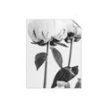 Picture of Romantic Blur Peony IV _GroupedProduct_Rectangle_Portrait_Photography _GroupedProduct_Rectangle_Portrait_Unframed_Print_Only_