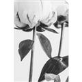Picture of Romantic Blur Peony IV _GroupedProduct_Rectangle_Portrait_Photography _GroupedProduct_Rectangle_Portrait_Unframed_Print_Only_
