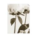 Picture of Romantic Blur Peony IV _GroupedProduct_Rectangle_Portrait_Photography _GroupedProduct_Rectangle_Portrait_Unframed_Print_Only_