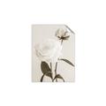 Picture of Romantic Blur Peony III _GroupedProduct_Rectangle_Portrait_Photography _GroupedProduct_Rectangle_Portrait_Unframed_Print_Only_