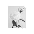 Picture of Romantic Blur Peony III _GroupedProduct_Rectangle_Portrait_Photography _GroupedProduct_Rectangle_Portrait_Unframed_Print_Only_