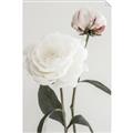 Picture of Romantic Blur Peony III _GroupedProduct_Rectangle_Portrait_Photography _GroupedProduct_Rectangle_Portrait_Unframed_Print_Only_
