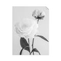 Picture of Romantic Blur Peony III _GroupedProduct_Rectangle_Portrait_Photography _GroupedProduct_Rectangle_Portrait_Unframed_Print_Only_