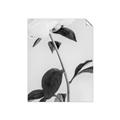 Picture of Romantic Blur Peony II _GroupedProduct_Rectangle_Portrait_Photography _GroupedProduct_Rectangle_Portrait_Unframed_Print_Only_