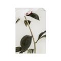 Picture of Romantic Blur Peony II _GroupedProduct_Rectangle_Portrait_Photography _GroupedProduct_Rectangle_Portrait_Unframed_Print_Only_