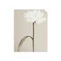 Picture of Romantic Blur Peony I _GroupedProduct_Rectangle_Portrait_Photography _GroupedProduct_Rectangle_Portrait_Unframed_Print_Only_