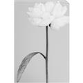 Picture of Romantic Blur Peony I _GroupedProduct_Rectangle_Portrait_Photography _GroupedProduct_Rectangle_Portrait_Unframed_Print_Only_