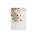 Picture of Few Olive Tree Leaves _GroupedProduct_Rectangle_Portrait_Photography _GroupedProduct_Rectangle_Portrait_Unframed_Print_Only_