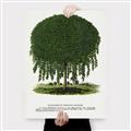 Picture of Kilmarnock Weeping Willow Tree Lithograph _GroupedProduct_Rectangle_Portrait_Canvas_