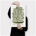 Picture of Hardy Magnolia Tree Lithograph _GroupedProduct_Rectangle_Portrait_Canvas_
