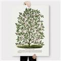 Picture of Hardy Magnolia Tree Lithograph _GroupedProduct_Rectangle_Portrait_Canvas_
