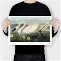 Picture of Vintage Floating White Swan _GroupedProduct_Rectangle_Landscape_Canvas_