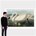 Picture of Vintage Floating White Swan _GroupedProduct_Rectangle_Landscape_Canvas_
