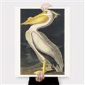 Picture of Vintage White Pelican _GroupedProduct_Rectangle_Portrait_Canvas_