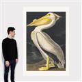 Picture of Vintage White Pelican _GroupedProduct_Rectangle_Portrait_Canvas_