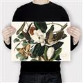 Picture of Black Billed Cuckoo Bird _GroupedProduct_Rectangle_Landscape_Canvas_