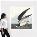 Picture of Black Skimmer From Birds of America (1827) _GroupedProduct_Square_Canvas_