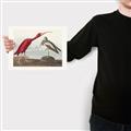 Picture of Vintage Scarlet Ibis Bird _GroupedProduct_Rectangle_Landscape_Canvas_