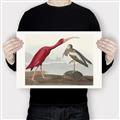 Picture of Vintage Scarlet Ibis Bird _GroupedProduct_Rectangle_Landscape_Canvas_