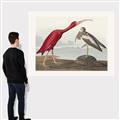 Picture of Vintage Scarlet Ibis Bird _GroupedProduct_Rectangle_Landscape_Canvas_