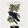Picture of Raven From Birds of America (1827) _GroupedProduct_Rectangle_Portrait_Canvas_
