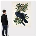 Picture of Raven From Birds of America (1827) _GroupedProduct_Rectangle_Portrait_Canvas_
