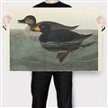 Picture of Vintage Scoter Duck _GroupedProduct_Rectangle_Landscape_Canvas_