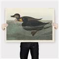 Picture of Vintage Scoter Duck _GroupedProduct_Rectangle_Landscape_Canvas_
