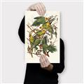 Picture of Vintage Carolina Parrot _GroupedProduct_Rectangle_Portrait_Canvas_
