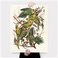 Picture of Vintage Carolina Parrot _GroupedProduct_Rectangle_Portrait_Canvas_