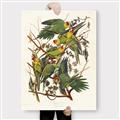 Picture of Vintage Carolina Parrot _GroupedProduct_Rectangle_Portrait_Canvas_